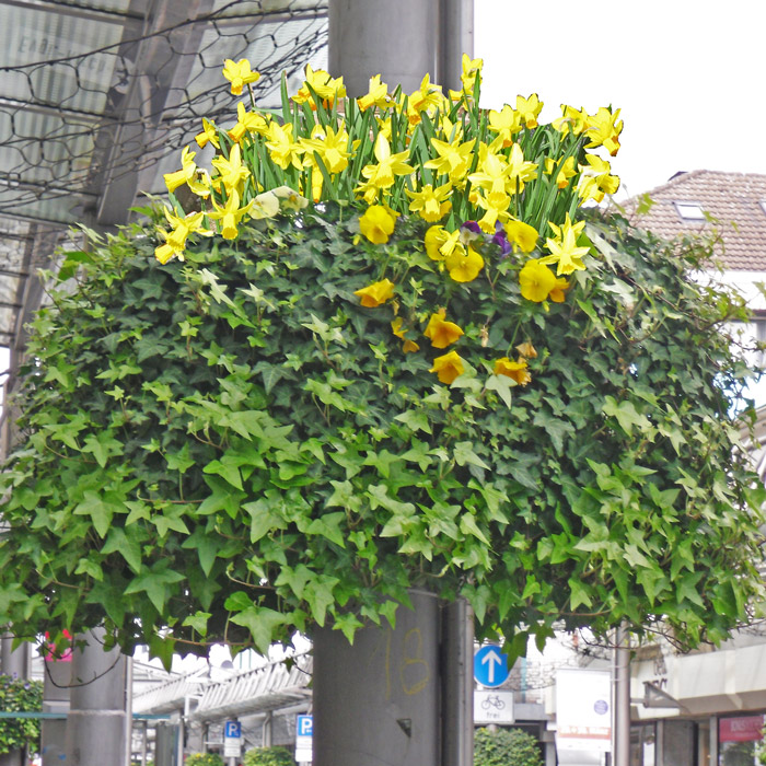 neerhalen gevechten Verbergen Bloom Basket and Flower Tower – Flower and Shower
